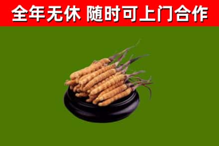 绍兴回收散虫草